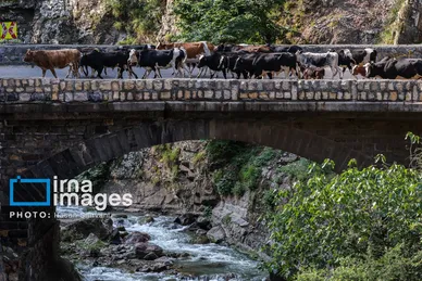 گزارش تصویری | «جاده چالوس» گذرگاه بهاری عشایر