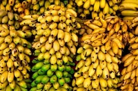 رانت واردات موز در قبال صادرات سیب!