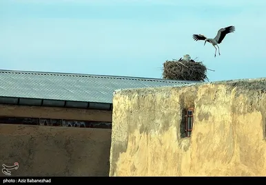 ایران زیباست | همزیستی لک لک‌ها در روستای کپر جودکی بروجرد با مردم روستا