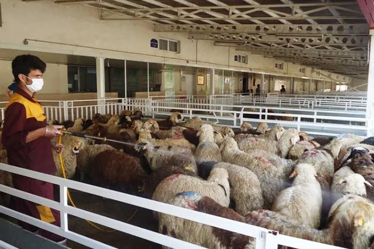 اعتراض دام‌داران به کسادی بازار دام زنده