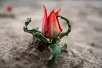 قندوز در آستانه بهار + عکس