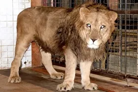 بررسی علت حمله شیر باغ وحش ارم به شیشه محل نگهداری&zwnj;اش از زبان کارشناسان محیط&zwnj;زیست