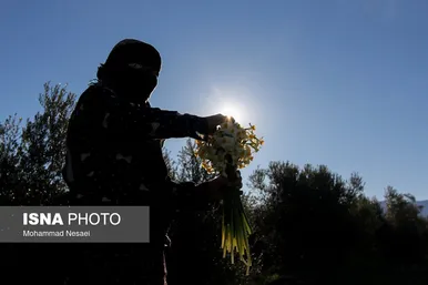 ایران زیباست | مزرعه گل نرگس - گلستان