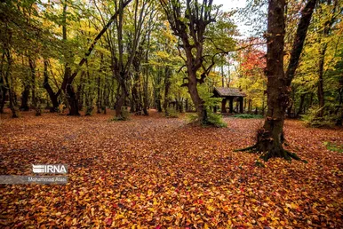 ایران زیباست | پاییز در جنگل‌های هیرکانی
