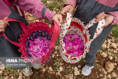 گزارش تصویری | برداشت گل محمدی و تهیه گلاب به یاد دانش‌آموزان شهید میناب - میمند