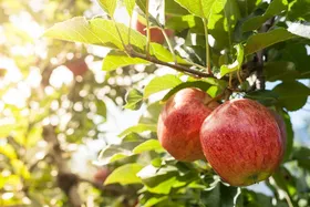 ویدئو| جمع&zwnj;آوری سیب زیر درختی در مراغه