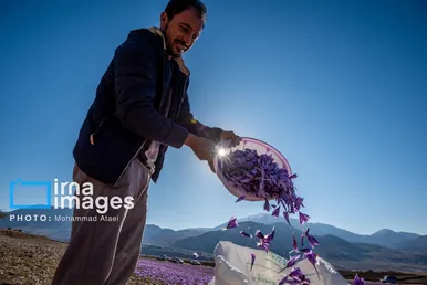 ایران زیباست | برداشت گل زعفران
