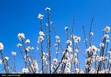 ایران زیباست | طبیعت بهاری ابهر