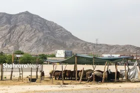 شکار تاریخ در محله کشتارگاه مشهد