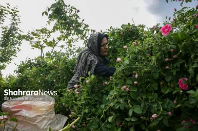 برداشت گل محمدی در روستای فرخد در نزدیکی مشهد