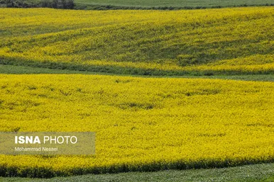 ایرانِ زیبا | «کلزای» بهاری در گلستان