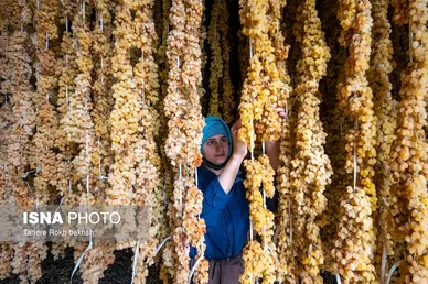 گزارش تصویری | شهرستان تاکستان قطب انگور ایران