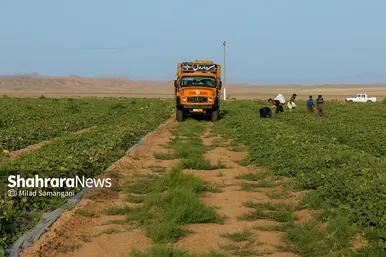 فصل برداشت خربزه‌ جامی