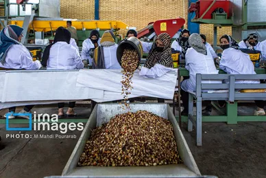 گزارش تصویری | تولید پسته از زمین تا بازار