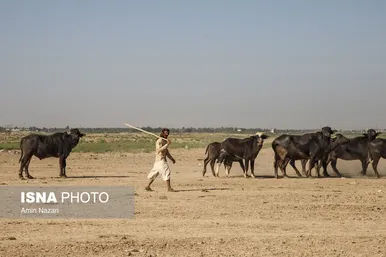 منطقه گاومیش آباد در اهواز