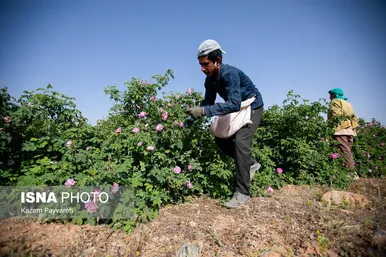 برداشت گل محمدی در کاشان