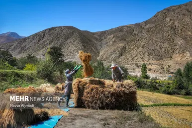گزارش تصویری | برداشت سنتی برنج در سوادکوه