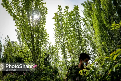 برداشت گل محمدی در روستای فرخد