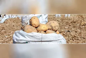 افزایش قیمت و بالانشینی سیب زمینی!