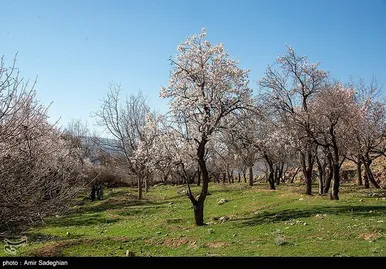 ایران زیباست | اندک اندک می‌رسد اینک بهار