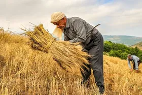 دستمزد کارگران روزمزد بخش کشاورزی چقدر زیاد شد؟