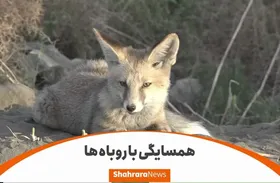 ویدئو | ۲۵ سال همزیستی اجباری با روباه&zwnj;ها