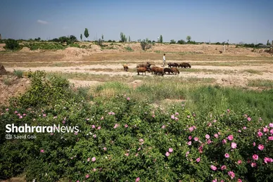 گزارش تصویری | برداشت گل محمدی در روستای فرخد