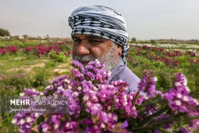 ایران زیباست | برداشت گل در حمیدیه خوزستان