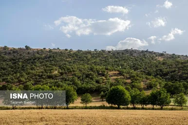 ایران زیباست | جنگل‌های بلوط لرستان