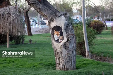 المان‌های گل در بهار ۱۴۰۲ مشهد