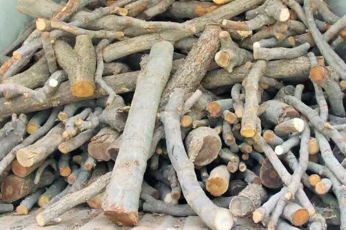 کشف ۲۲ تن چوب قاچاق در بردسکن خراسان رضوی