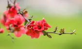 نگاهی به مضمون بهار در شعر معاصر