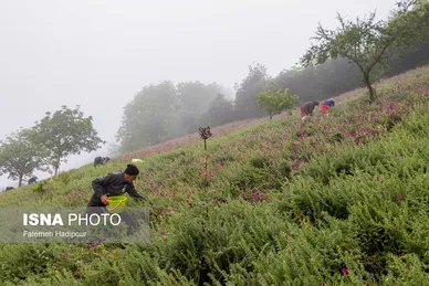 ایران زیباست | برداشت گل‌گاوزبان در روستای «آغوزبن» کندسر
