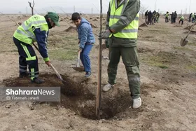 چگونگی دریافت نهال و درخت رایگان از شهرداری مشهد