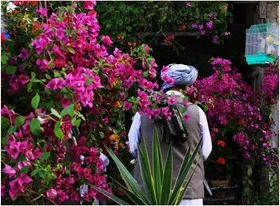 نوروز در شعر شاعران افغانستانی | بهار و آمدنت با بهار خاطره&zwnj;ایست