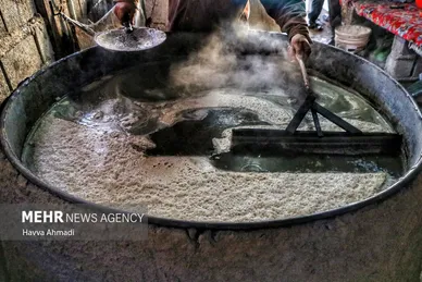 برداشت نیشکر در مازندران