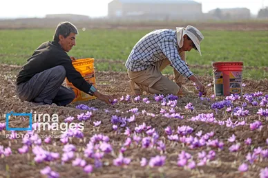 ایران زیباست | برداشت زعفران از مزارع «فاروج»