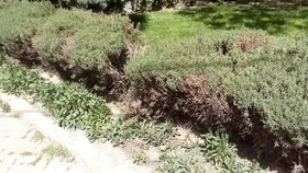 شهروند خبرنگار| آبیاری فضای سبز بلوار فرامرز عباسی در مشهد