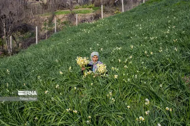 ایران زیباست | برداشت نرگس در گلستان