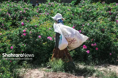 گزارش تصویری | برداشت گل محمدی از روستای فرخد «قمصر خراسان»