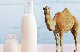 شیر شتر و درمانی مشابه انسولین برای دیابتی&zwnj;ها