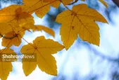 پیش‌بینی هواشناسی مشهد و خراسان رضوی امروز (سه‌شنبه، ۲۷ آبان ۱۴۰۴) | بارش باران در نقاط شمالی استان، البته شاید!
