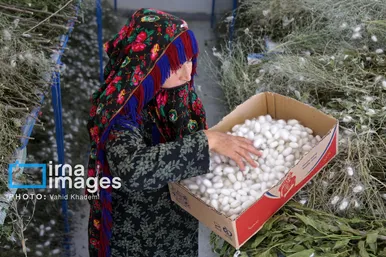 ایران زیباست | از پیله تا فرش ترکمن