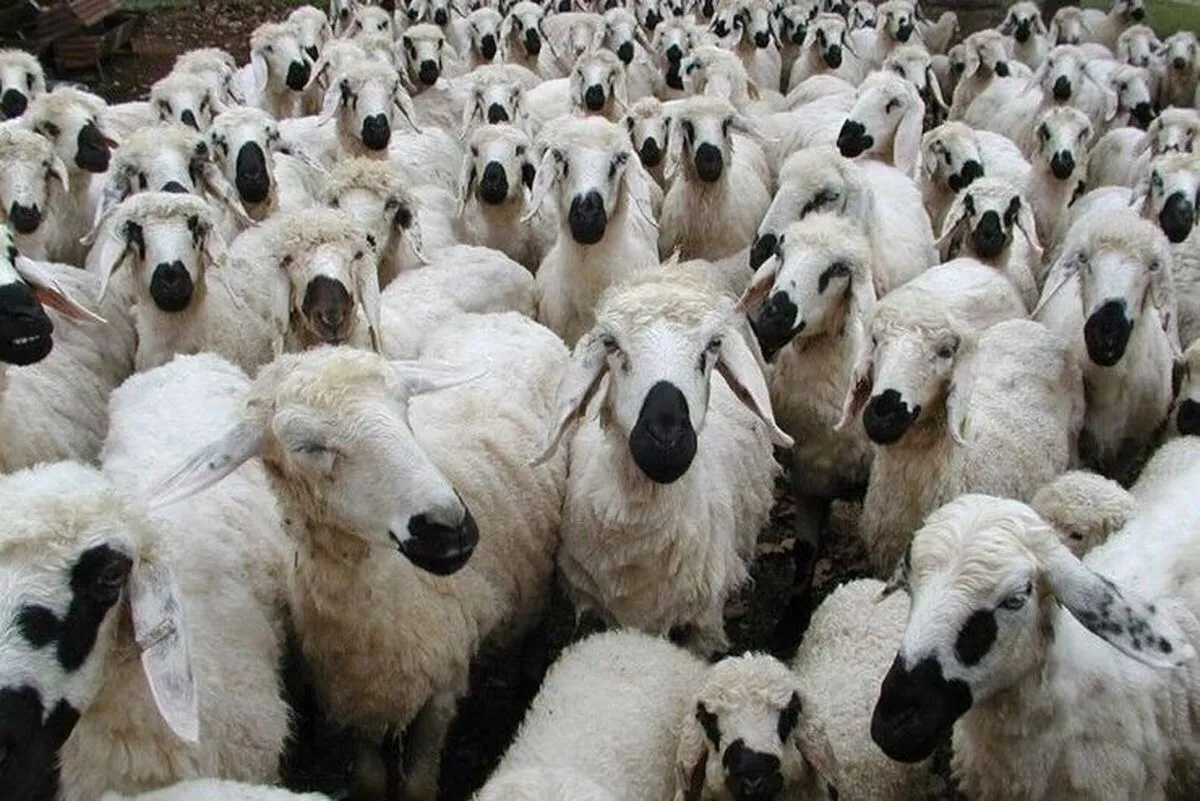 توقیف ۱۵ تریلی حامل دام غیرمجاز در سرخس