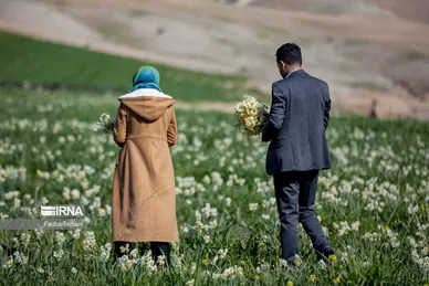نذر گل نرگس به مقصد حرم