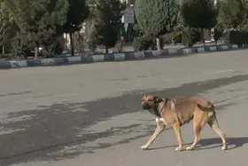 شهروند خبرنگار/ سگ&zwnj;های ولگرد ناقل ویروس کرونا