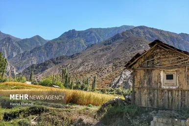 گزارش تصویری | برداشت سنتی برنج در سوادکوه
