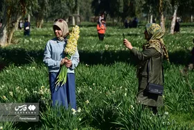 ایران زیباست | نرگسِ &laquo;بِهبهان&raquo;
