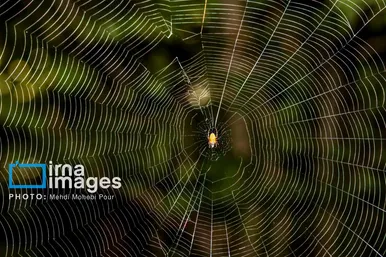 عکس‌هایی از دنیای شگفت انگیز حشرات