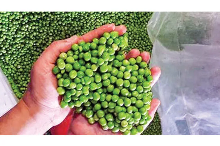 کشف سبزترین کالاهای قاچاق در مشهد